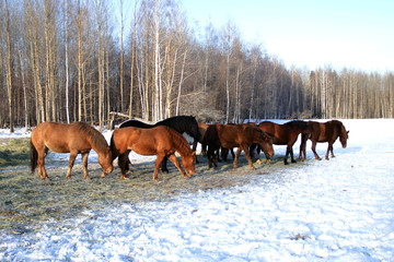 Fototapeta na wymiar horses walk in the winter
