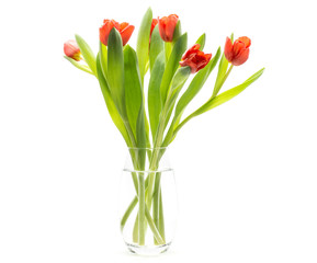 Red tulips in a glass vase isolated on white background spring flowers fresh cut.