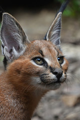 Close up portrait of baby caracal kitten