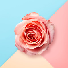 Pink rose on pastel colorful background