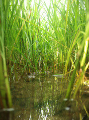Obraz premium River Water Field