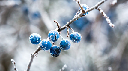 frozen twig with blackthorn berry - obrazy, fototapety, plakaty