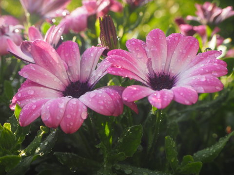 Margeriten nach  Regenguss....