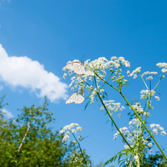 Field plants with two cabbage butterflies on the background of blue sky