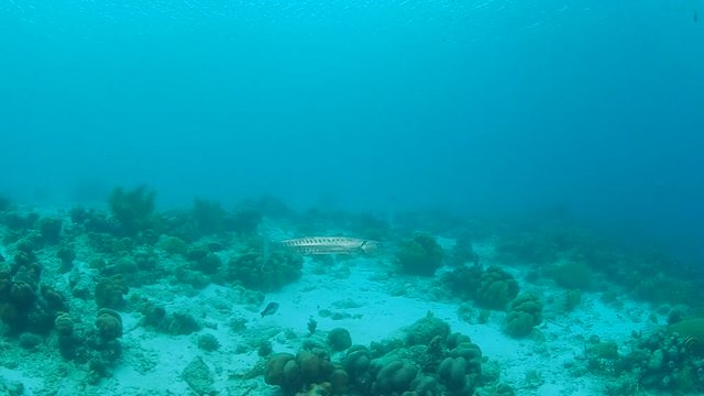 coral life caribbean sea Bonaire island underwater diving  1080P video