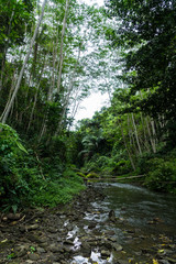Fototapeta na wymiar Flussbett im Dschungle