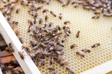 Apiculture - identification de la reine sur un cadre alv&eacute;ol&eacute;