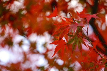 紅葉　接写