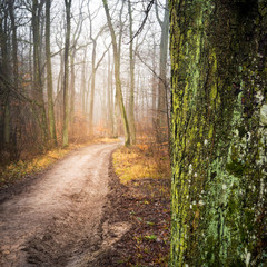 Obraz premium Waldweg im Nebel
