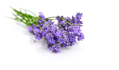 Bunch flower lavender therapeutic herbs, isolated on white