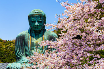 The Great Buddha in Kamakura Japan.The foreground is cherry blossoms.Located in Kamakura, Kanagawa...