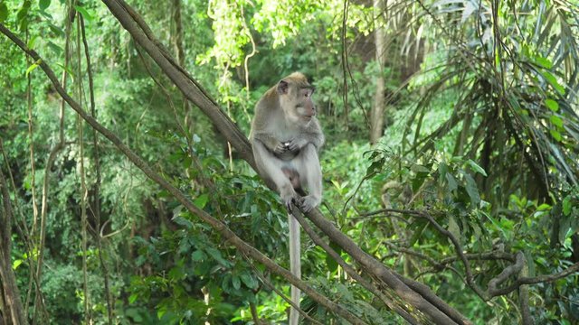 Monkey macaque in the rain forest. Monkeys in the natural environment. Bali, Indonesia. Long-tailed macaques, Macaca fascicularis
