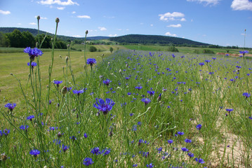 letnia łąka pełna niebieskich chabrów © Agata