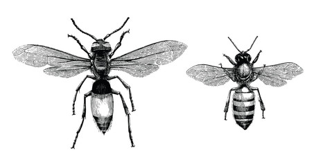 Bee and Wasp hand drawing vintage engraving illustration isolate on white background