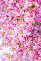 Beautiful nature scene with blooming tree. Spring flowers. Springtime