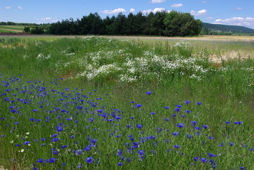 letnia łąka pełna niebieskich chabrów © Agata