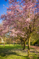 Beautiful trees in the park in spring