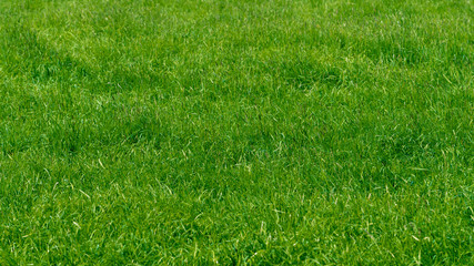 Background of a green grass. Green grass texture