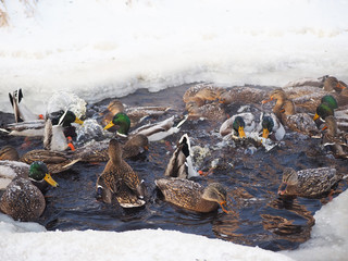 ducks on the river in winter