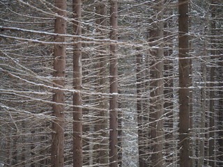 spruce forest in winter