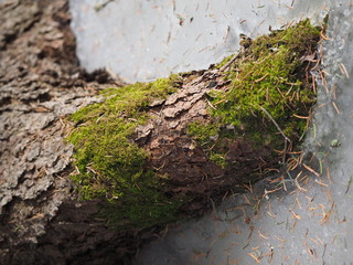 moss on a tree in the woods