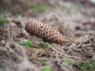 lump in the woods. winter