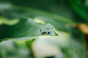 bug in palenque mexico