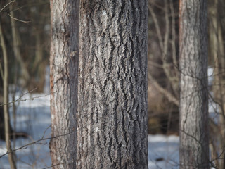 Fototapeta premium tree trunks in the forest