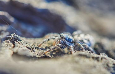 spider Salticidae on the bark of a tree