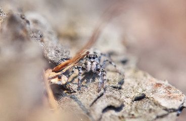 spider Salticidae on the bark of a tree