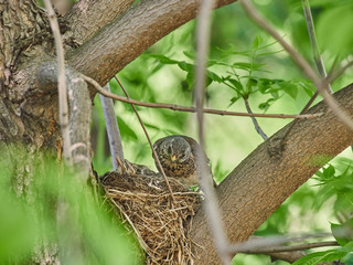 small thrushes on a nest in the forest