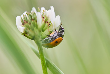 a ladybug on a flower in a forest