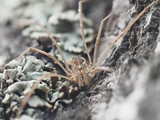 Pholcidae on a bark tree