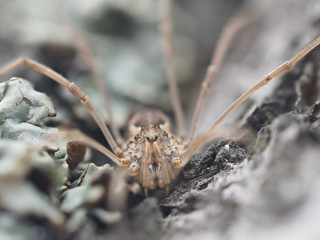 Pholcidae on a bark tree