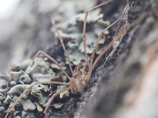Pholcidae on a bark tree
