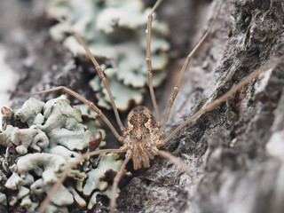 Pholcidae on a bark tree