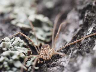 Pholcidae on a bark tree