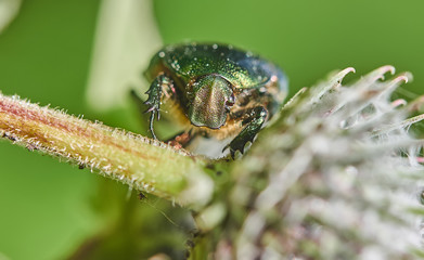 bronze beetle in the forest