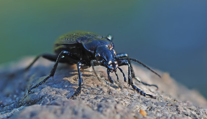 Carabidae in the forest