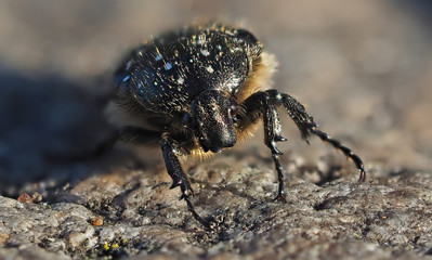 bronze beetle in the forest