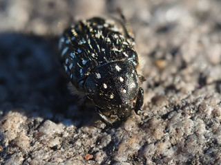 bronze beetle in the forest
