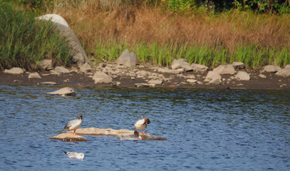ducks on the river