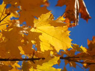 Fototapeta na wymiar yellow maple leaves on a tree