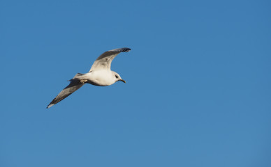 seagull in flight