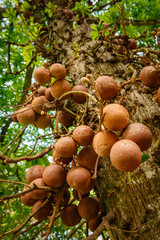 Coconut pile on the tree, Kandy, Sri Lanka