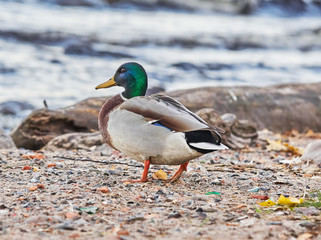 ducks on the river