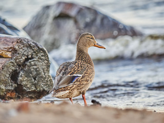 ducks on the river
