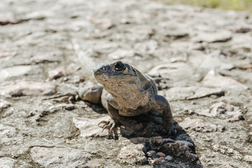 Iguana in Mexico