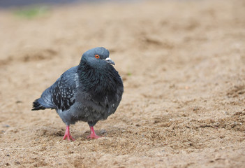 Obraz premium dove on the river bank