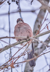 waxwing bird on a tree